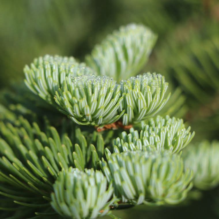 Living Christmas Tree