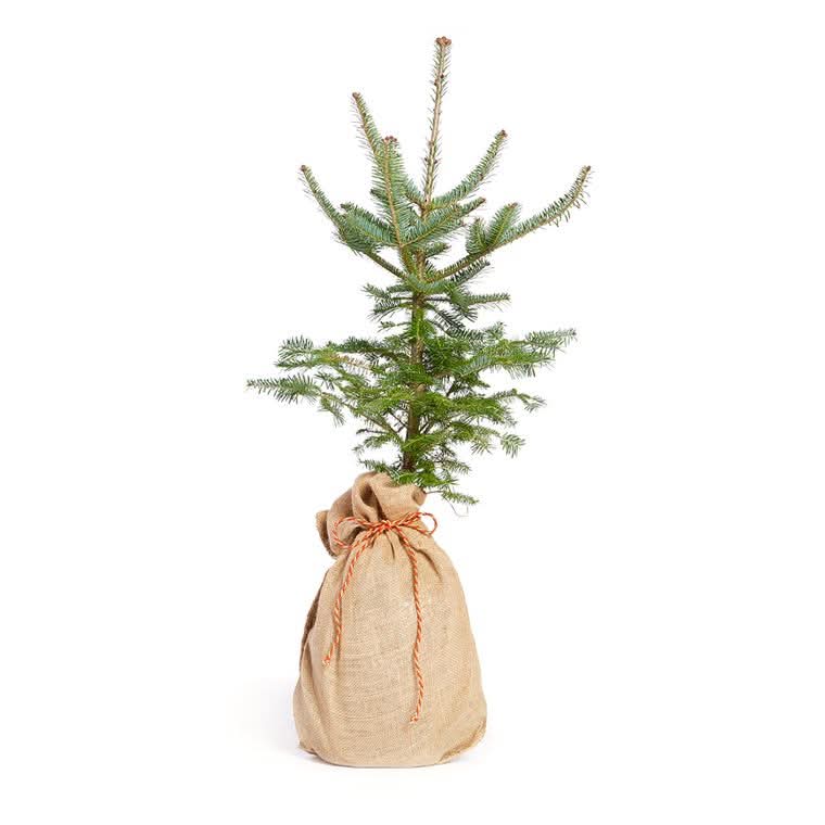 Living Christmas Tree